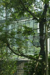 树干与枝叶交织的温室一角