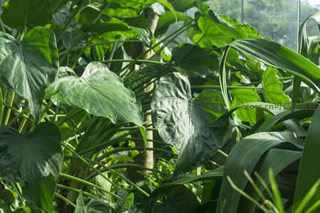 大片心形绿叶在光影中摇曳生姿