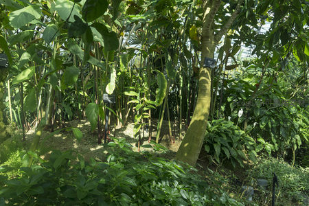 热带植物园内绿意盎然生机勃勃