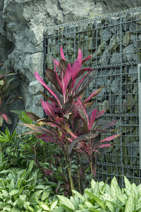 紫红色叶片植物点缀石墙前