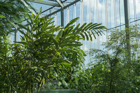温室玻璃顶下绿叶随风轻摇曳