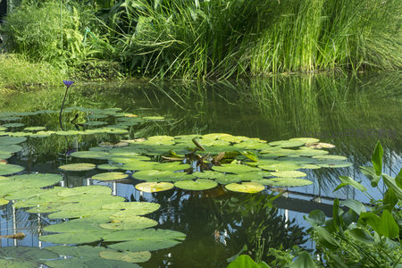 池塘睡莲与翠绿荷叶的静谧风光