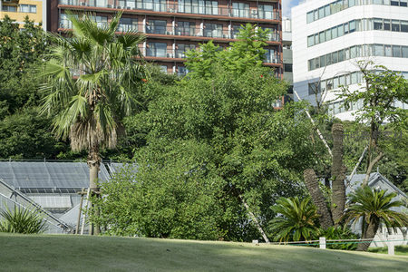 城市绿洲中的热带棕榈与现代建筑