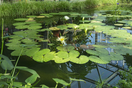 盛开的白色睡莲点缀在碧绿荷叶间