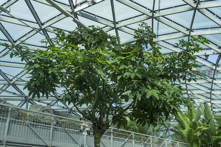 温室穹顶下枝繁叶茂的热带大树