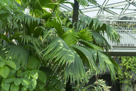 热带植物园内绿意盎然的棕榈叶特写