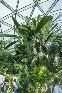 游客观赏温室高大芭蕉树的场景