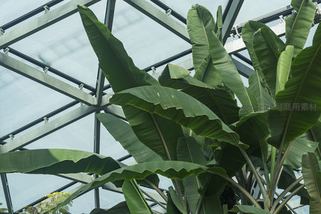 仰拍视角下温室芭蕉叶与钢结构顶棚