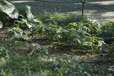 庭院角落绿植丛生的静谧一角