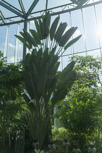 阳光穿透玻璃温室照耀鹤望兰