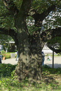 古树参天，树影婆娑下人们悠然漫步