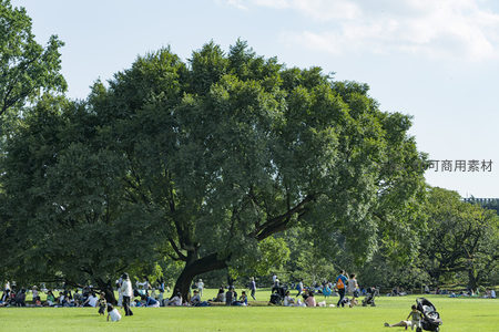 绿茵草坪上众人围坐大树乘凉野餐