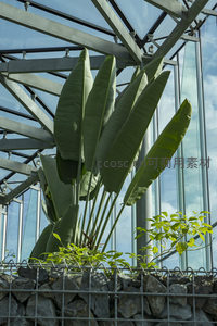 温室玻璃穹顶下热带植物舒展宽大叶片