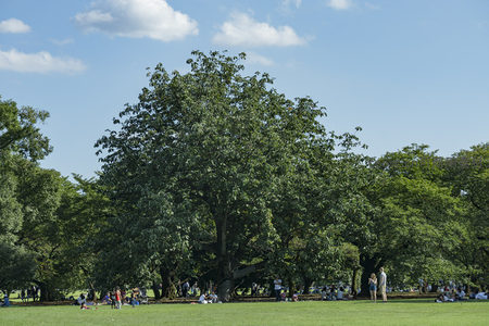 晴空万里下公园巨树成荫游人如织