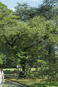 林间小径旁老树盘根错节绿意盎然