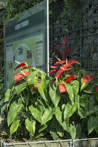 温室红掌花丛与导览牌