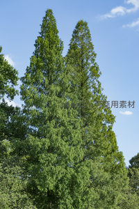 蓝天下的两棵高大水杉