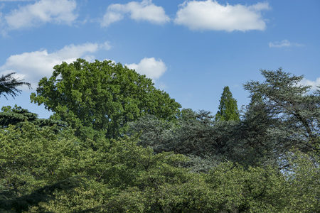 绿树成荫的公园林冠线