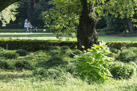 阳光洒落公园草地，绿植与行人构成宁静生活画卷