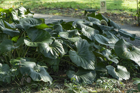 大片深绿阔叶植物铺满地面，展现自然野趣生机