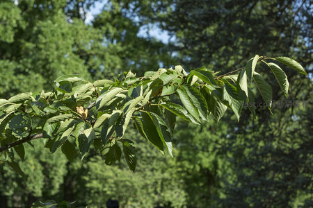 绿叶枝头迎风摇曳，阳光斑驳洒林间