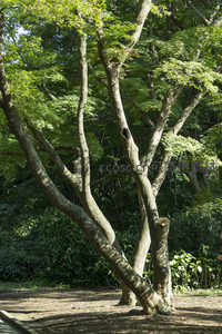 古树虬枝盘旋交错，树影婆娑映林荫