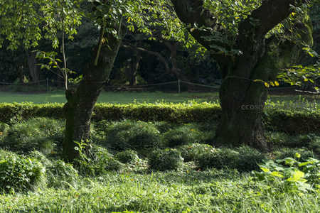 草坪树影相映成趣，绿意盎然显幽静