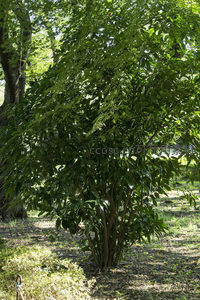 灌木丛生绿意浓，林下光影舞婆娑