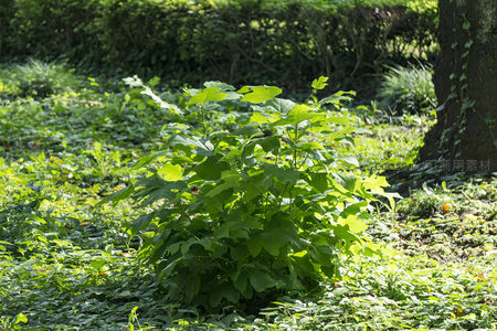 林下绿植沐浴阳光，叶片舒展显生机
