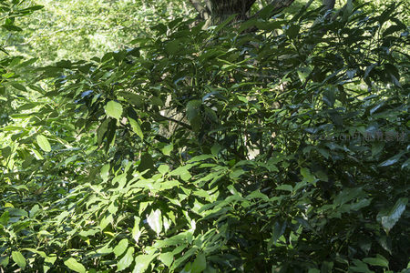 绿叶婆娑光影斑驳，林间生机盎然