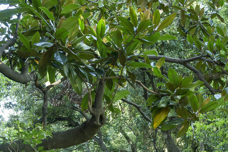 茂密树冠下的玉兰树叶光影