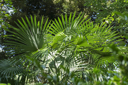阳光穿透棕榈叶的扇形之美