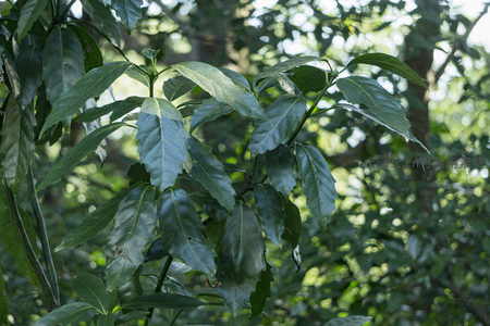 林间嫩绿咖啡树叶片特写