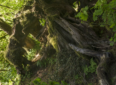 苔藓覆盖的古老树根特写