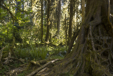 阳光穿透的古老森林，苔藓覆盖巨树根系