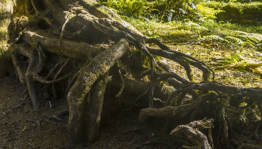 盘根错节的古树根部特写，光影交织