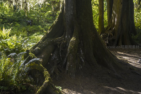 参天古木矗立林间，根须深扎沃土