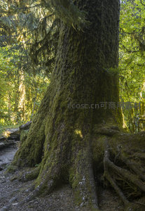 苔藓包裹的巨树躯干，彰显自然生命力