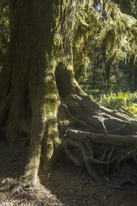 树影婆娑的森林秘境，根脉纵横交错