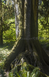 古树盘根错节，苔藓覆盖显生机