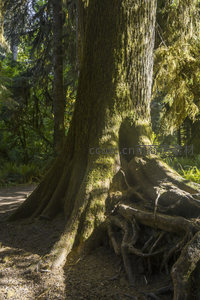 森林巨木根部特写，光影斑驳如画