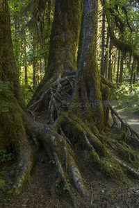 森林深处古树根系缠绕，绿意盎然