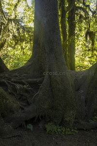 阳光穿透林间，照亮古树苍劲根部