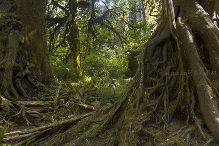 森林秘境中盘根交错的古树群落