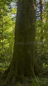 苍翠古树，苔藓覆盖的森林巨人