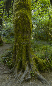 盘根错节，绿意盎然的森林之根