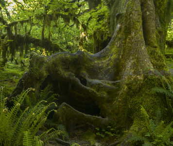 奇形怪状的苔藓树根，森林秘境一角