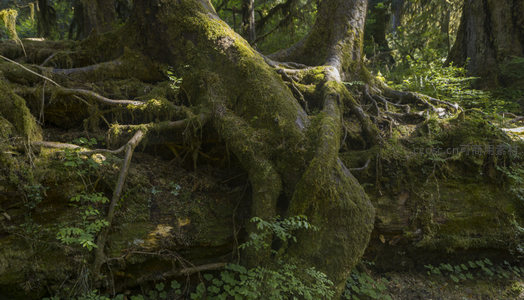 苔藓缠绕的森林根脉，大地的生命脉络