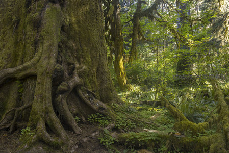 阳光洒落的苔藓森林，生机勃勃的绿色世界