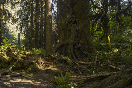 古老森林中盘根错节的巨树根系